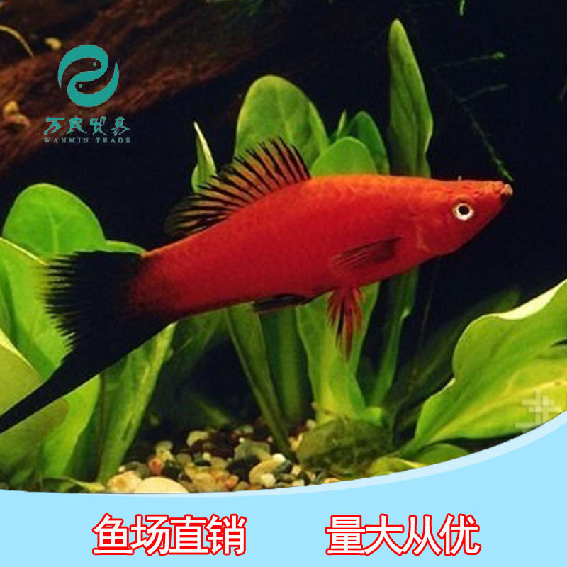 观赏鱼活体红剑鱼红箭燕尾红剑红玛丽热带观赏鱼活体水族宠物