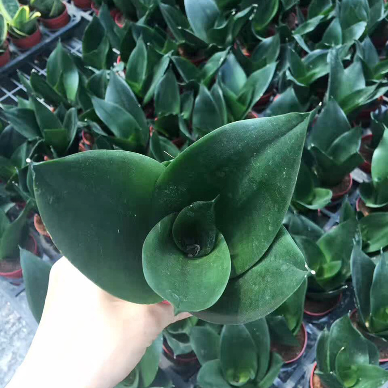 【基地直供】吸甲醛盆栽 观赏花卉 室内植物 虎皮兰 90#黑钻