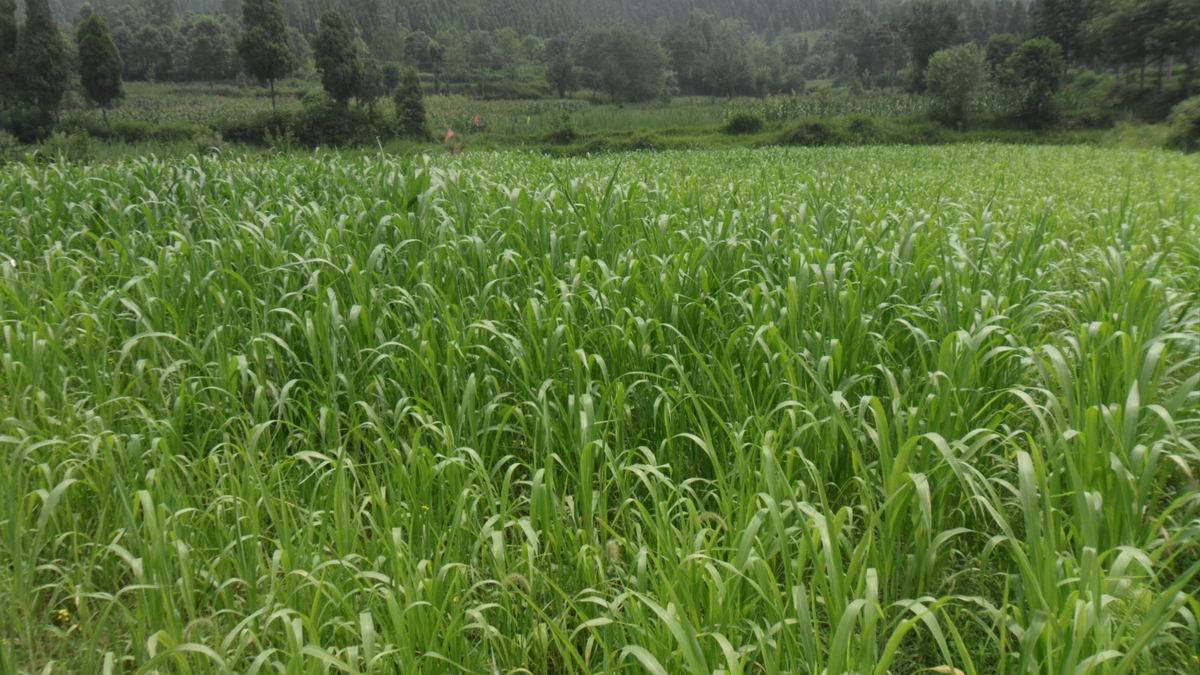 【飞龙园艺】草籽苏丹草种籽高产鱼草牲口养殖饲草量大优惠欢迎咨