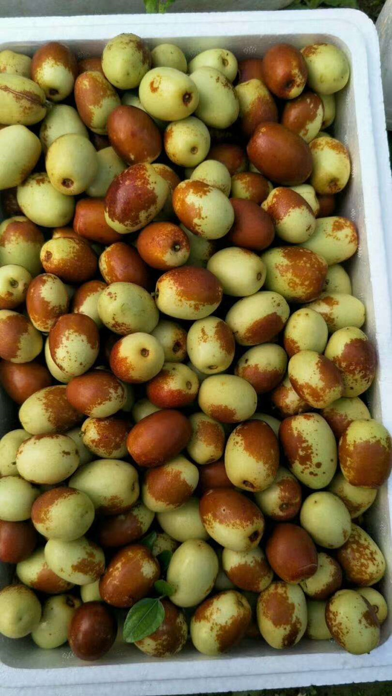 沧州金丝小枣鲜枣脆枣新鲜采摘