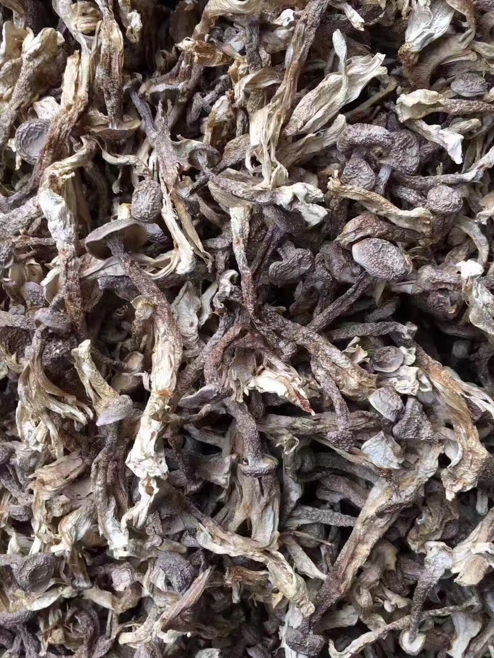 云南特产干品鹿茸菌菇 鹿茸菇食用菌批发 鹿茸菌山珍产地直供