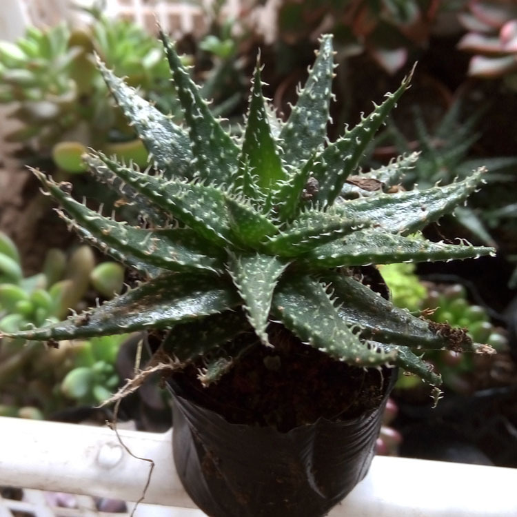 漳州多肉植物批发 雪花芦荟裸根 约4-6cm 微景观花卉绿植园艺盆栽