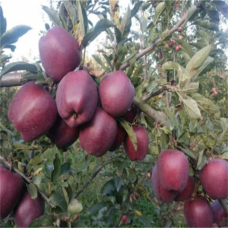 美国蛇果苹果苗价格 哪里有卖蛇果苹果苗 长果形 脆甜