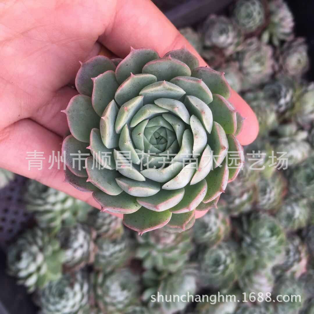 多肉朱砂痣多肉植物多肉盆栽办公室多肉批发