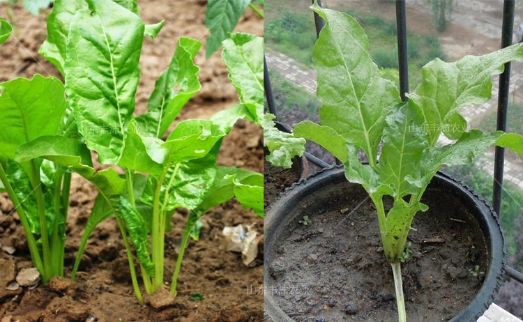 【绿根达菜种子】君达菜 野菜种子均可 春夏秋 10g