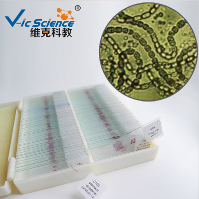 厂家现货批发鱼腥藻装片 生物切片 植物类 藻类 蓝藻门 显微镜用