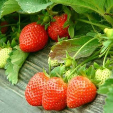 奶油草莓量大优惠现挖现卖可南北方种植味道苗圃供应批发种苗