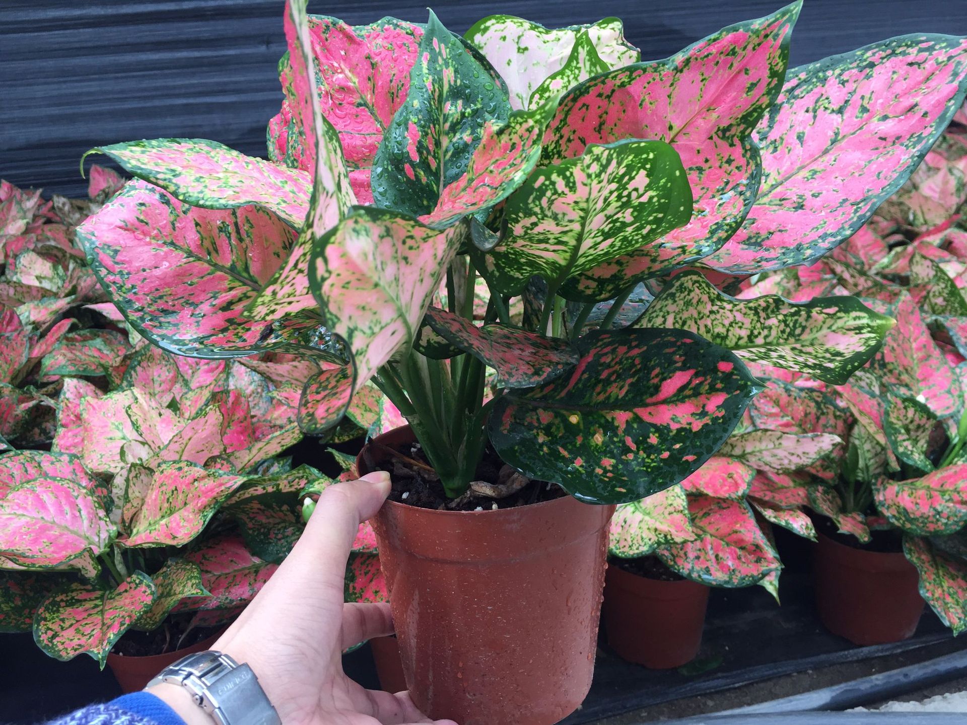 【基地直批】室内桌面观赏性绿植吉祥如意皇后盆栽年花花卉批发