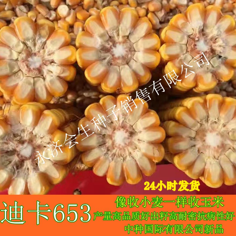 迪卡a6565玉米种子简介图片