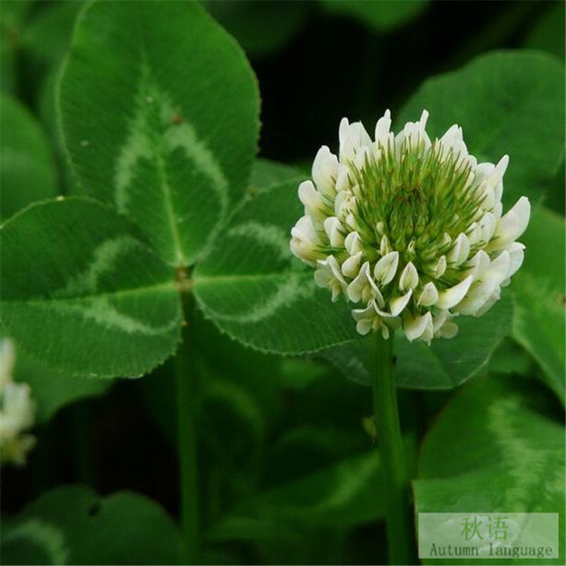 幸运草白三叶草种子 三叶酢浆草 四季室内盆栽花卉种子易种 100粒