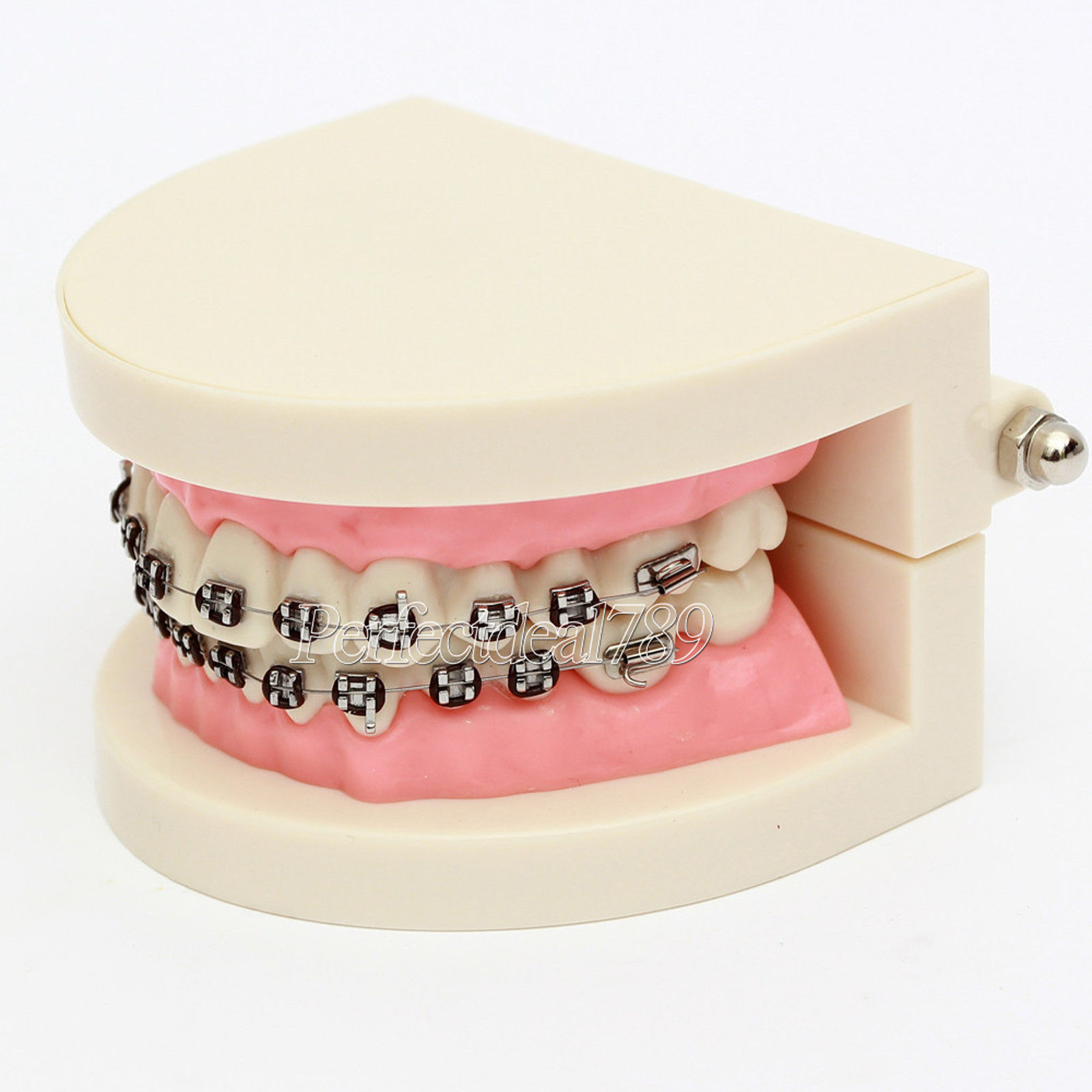 批发牙齿模型 口腔模型 牙齿正畸模型 带托槽正畸牙齿