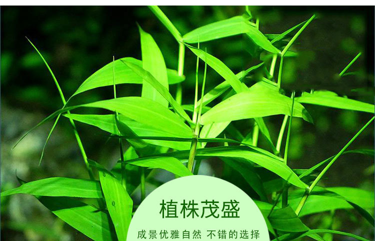 水草活体淡水植物日本青竹南美青竹鱼缸中后景水草懒人有茎类水草