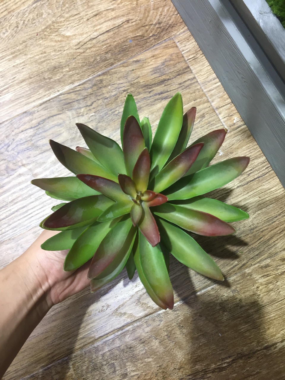 仿真多肉宝石连 红尖绿叶 植物墙盆栽壁挂绿植 多浆逼真效果好