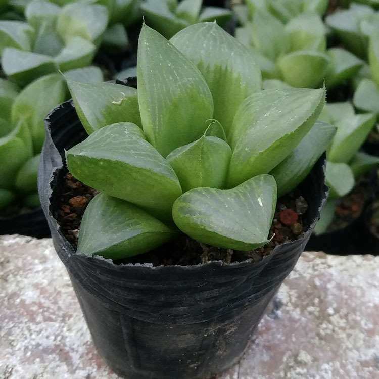 漳州多肉植物批发 帝王寿植物 裸根约4-6cm 花卉绿植盆栽园艺盆景