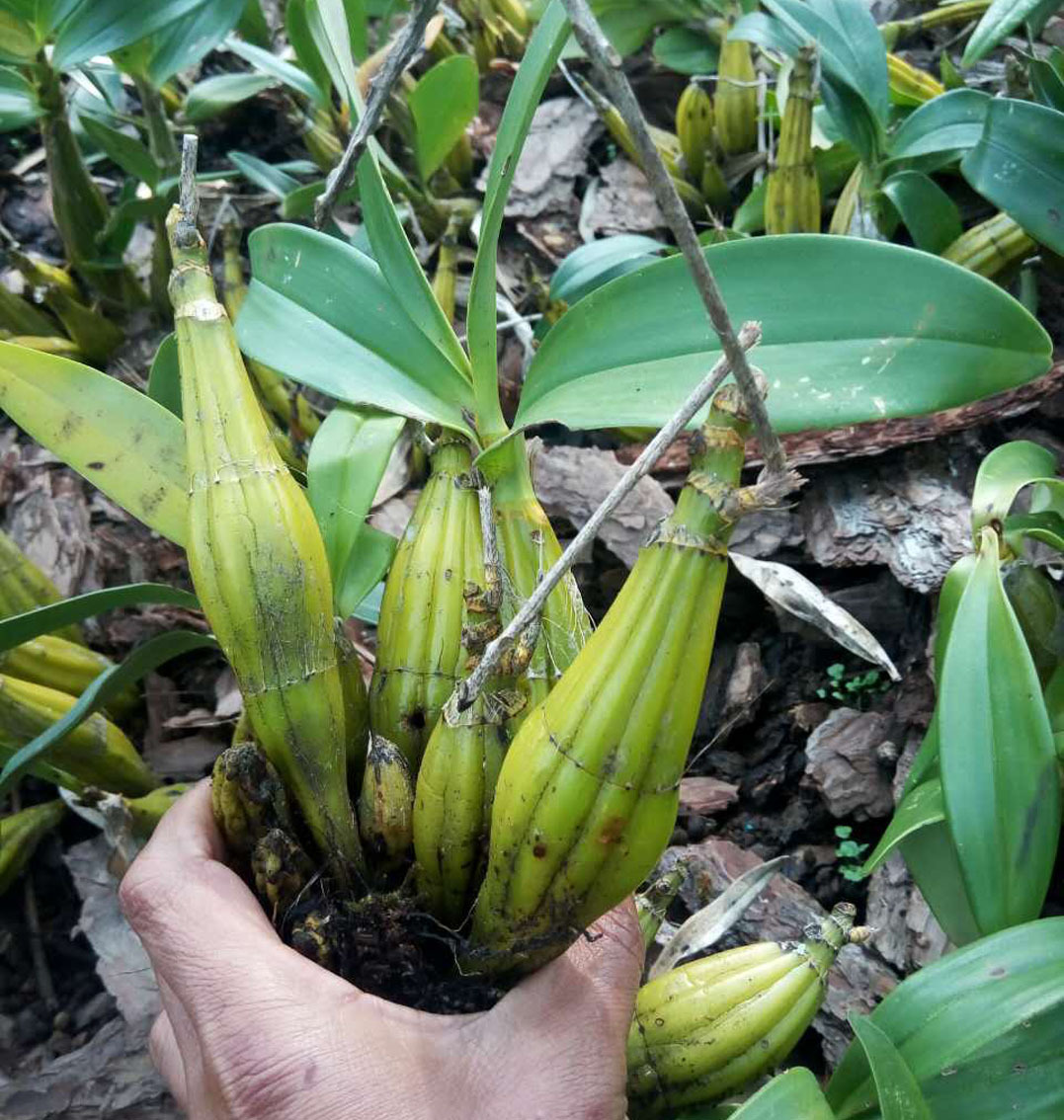 云南野生种植鼓槌石斛苗花卉观赏药食同源养生保健易活散装批发