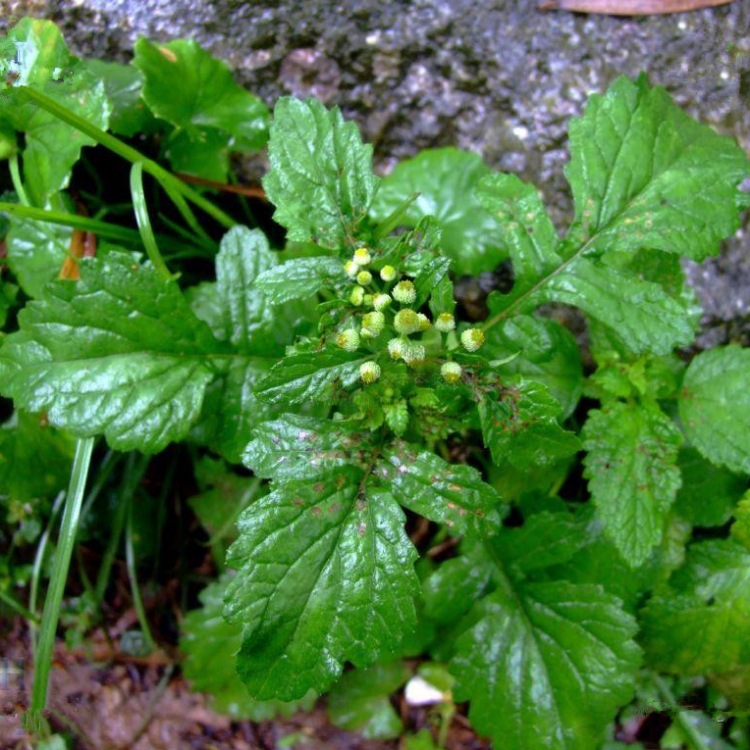 鱼眼草粉星宿草浓缩粉鱼眼草浓缩粉