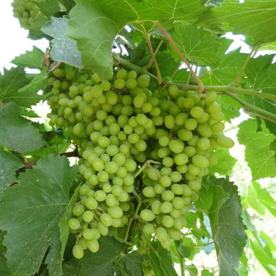 产地新疆特产吐鲁番绿葡萄干大颗粒果干零食500g 零食