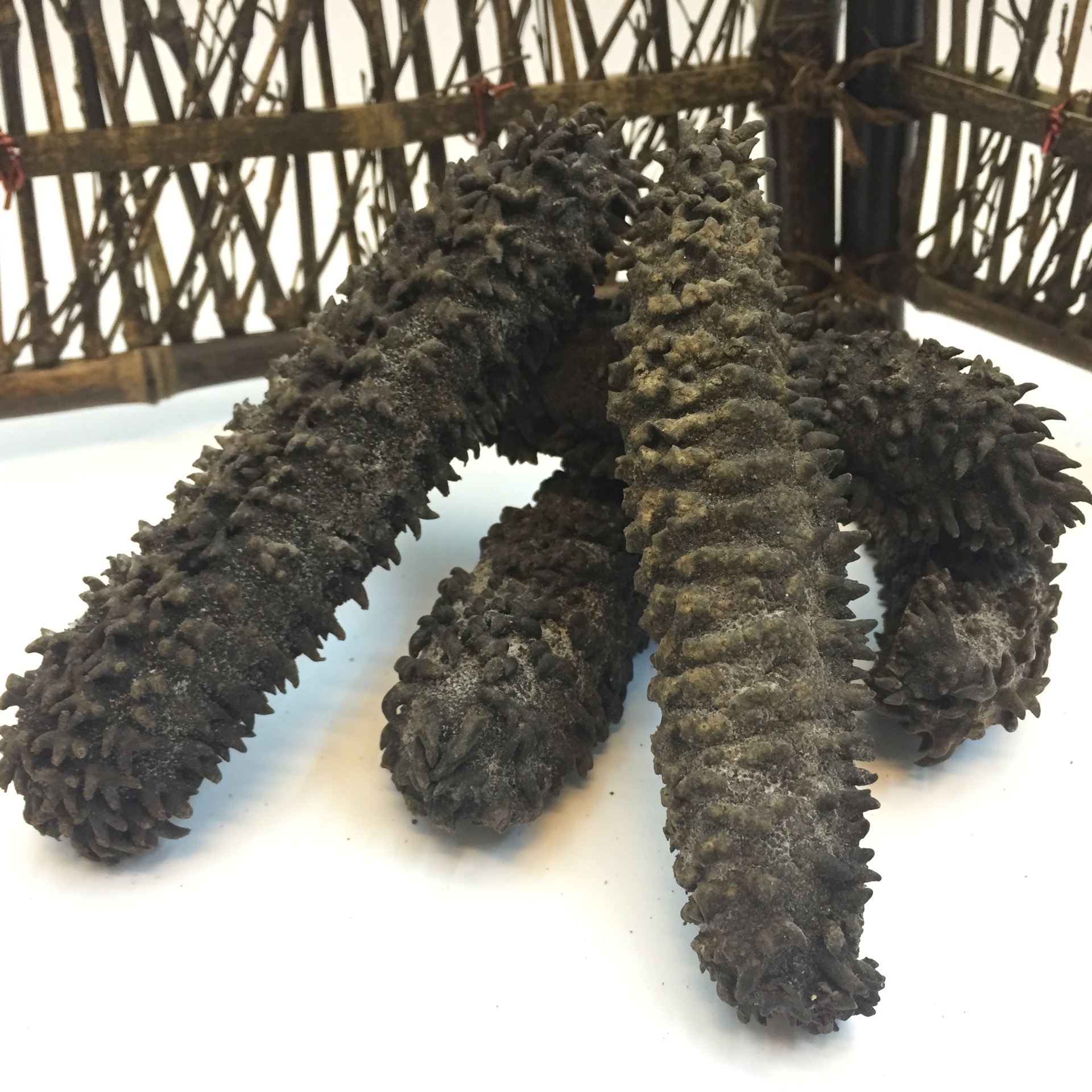 批发天然野生澳洲梅花参5-8头/斤 野生海参 刺参 海参干货批发