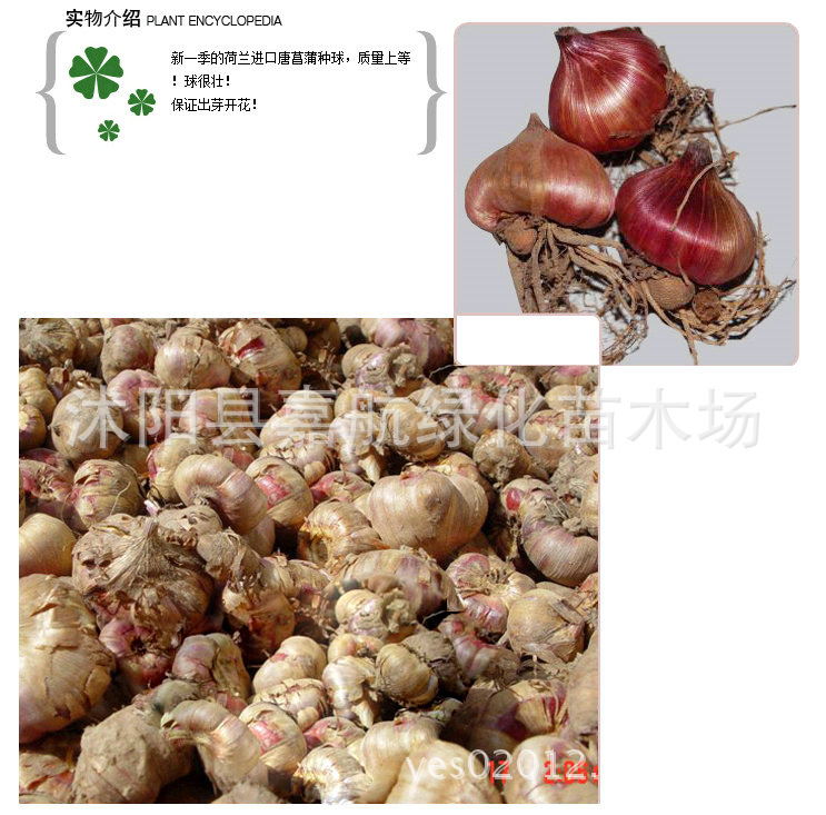 ���兰进口球根花卉 剑兰种球种子四季唐菖蒲大种球 当年开花 多色