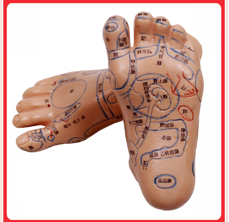 19cm按摩针灸脚部穴位 超清晰足模脚模型 经络 足部反射区模型