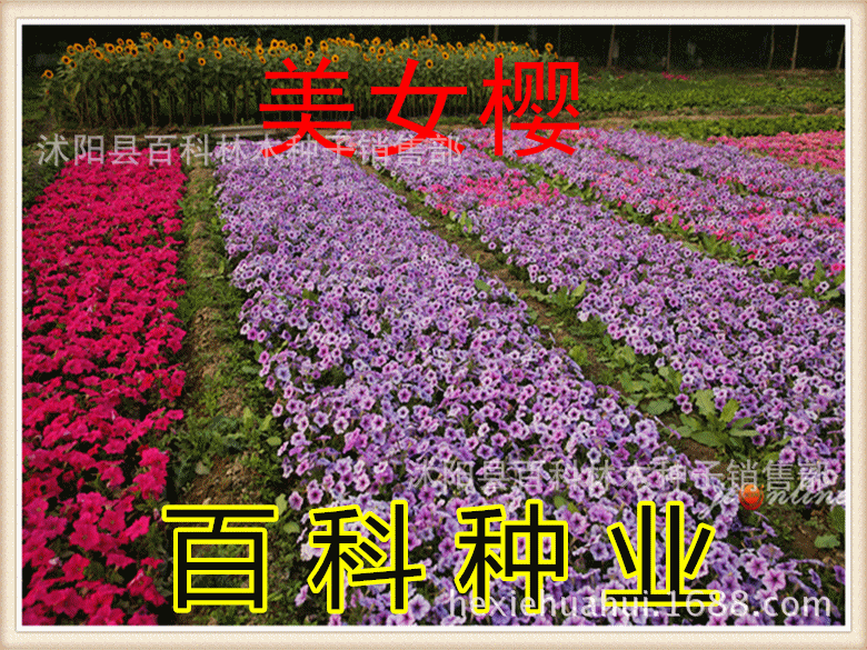 波斯菊 野花组合 草花波斯菊 格桑花 草花 太阳花 金鸡菊