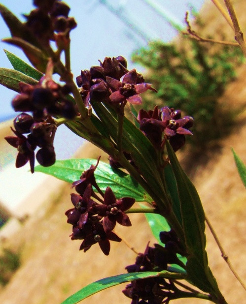 老瓜头提取物 10:1 老瓜头原料粉 现货 斯诺特厂家