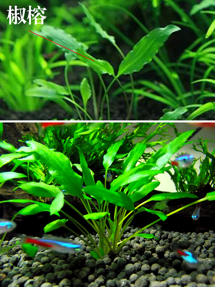 椒草水草活体红椒青椒榕咖啡温蒂椒鱼缸装饰净化水质的草厂家批发