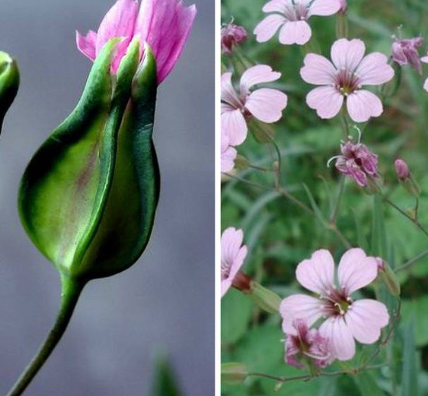 王不留行提取物 王不留行浸膏 王不留行粉 斯诺特厂家