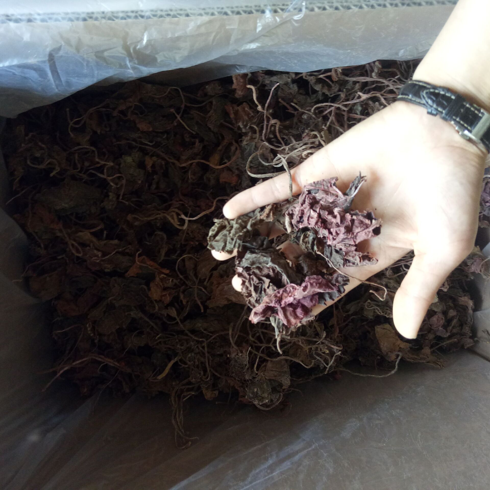 优质 紫背天葵 红天葵 紫天葵 新货无杂