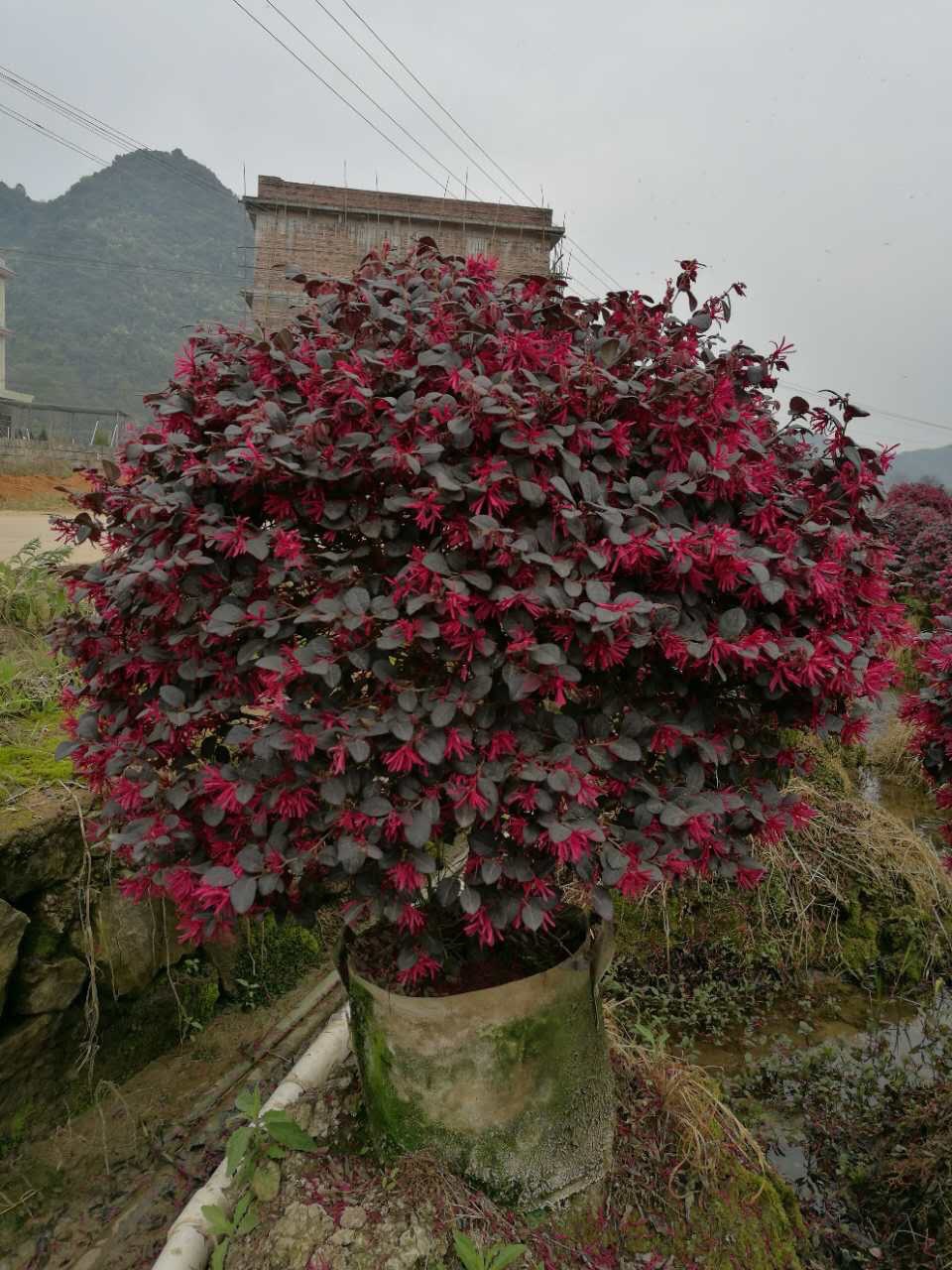 基地供应 红花继木球广西桂林自产自销 绿化苗木13807732002周
