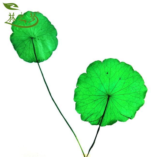 金钱草标本铜钱草迷你小荷叶押花画水晶滴胶书签手工材料装饰批发