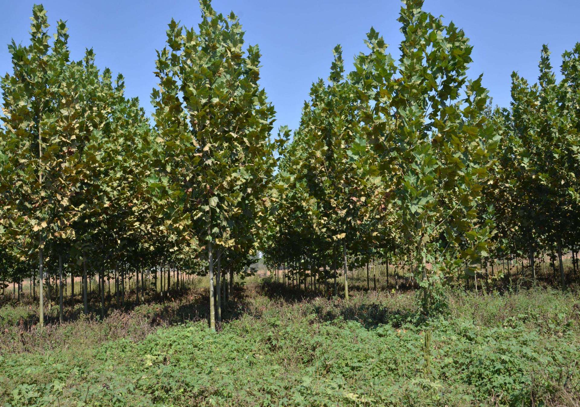 法国梧桐树苗 速生法桐苗小苗 树苗 别名法桐 悬铃木 青皮梧桐