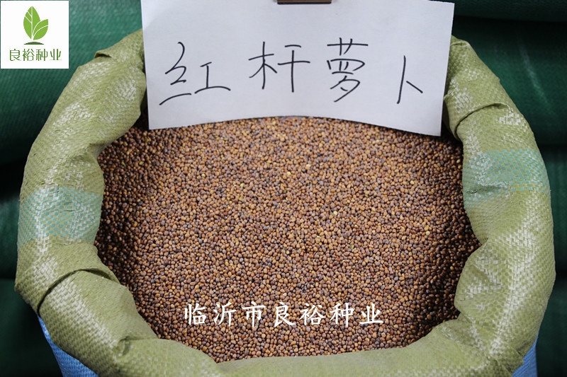 2020新芽苗菜种子红杆水萝卜种子水培萝卜芽纸上种菜无土栽培