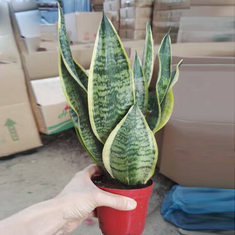 【基地直供】观叶植物小盆栽 室内四季常青盆景(a110)虎皮兰