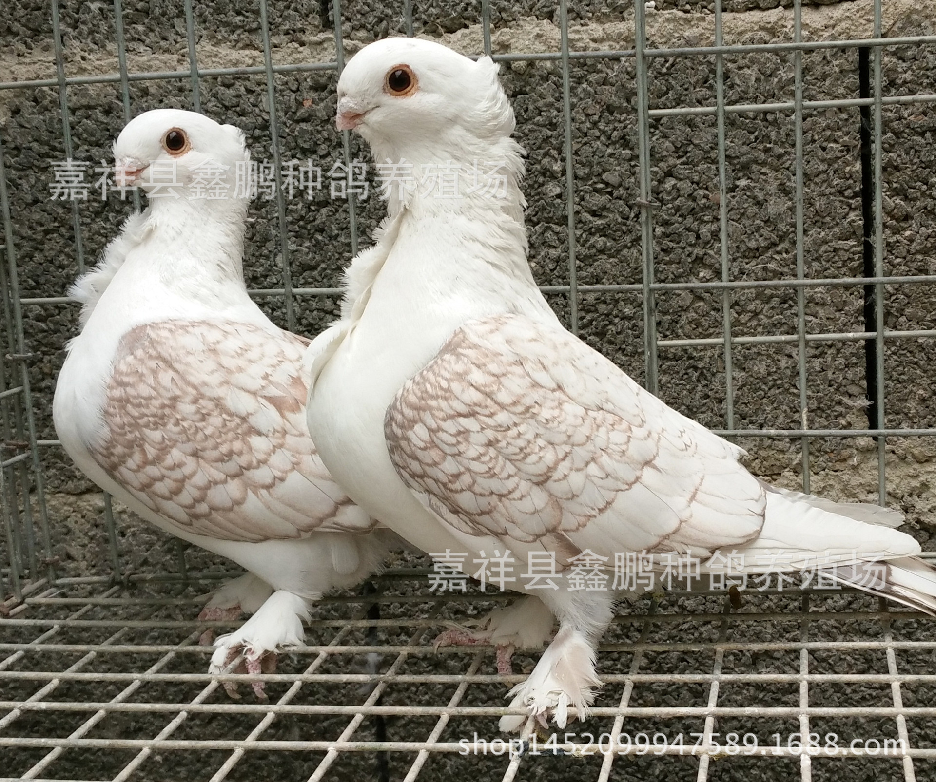 咖啡花淑女鸽价格图片,咖啡花淑女多少钱一对