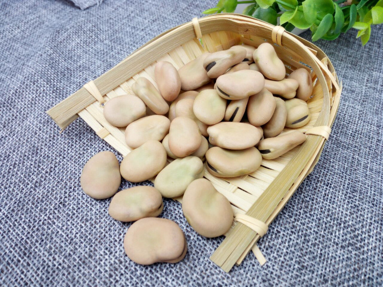 新货农家干蚕豆 五谷杂粮晒干生罗汉豆生胡豆 生蚕豆500g 5斤包邮