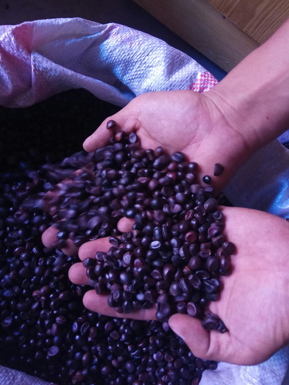 优质白芍种子,高产芍药种子