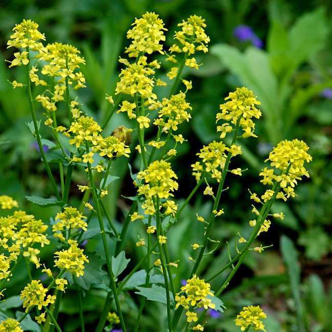 白芥子提取物10:1 白芥子甙 厂家直销 天然白芥子粉 绿腾现货包邮