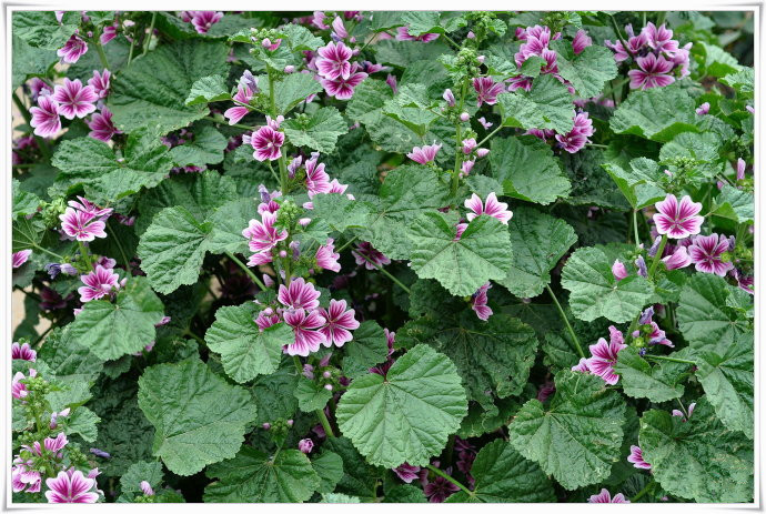 锦葵提取物 10:1 荆葵 斯诺特厂家 厂家直销