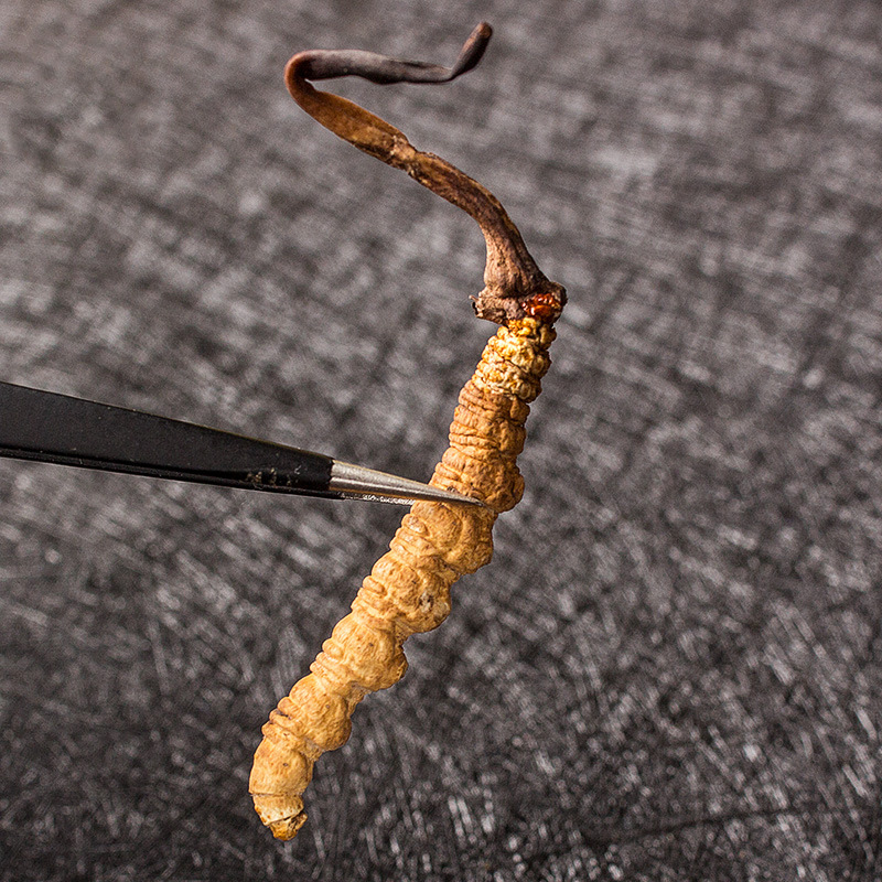 西藏【那曲虫草】精选冬虫夏草一件代发免费代理