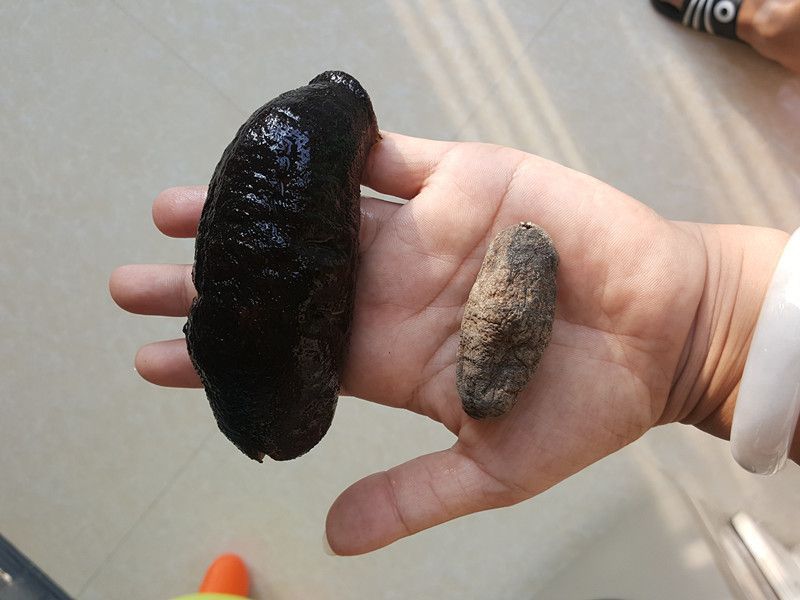 乌仁参乌元参 500g阿里巴巴批发海参干货 水发海参 发量大 便宜