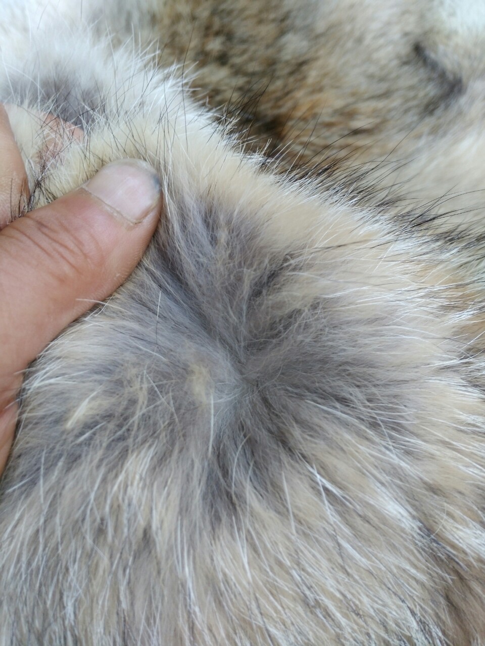 厂家直销仿狼毛毛领大鹅羽绒服狼毛毛领进口郊狼毛领 青狼毛领子