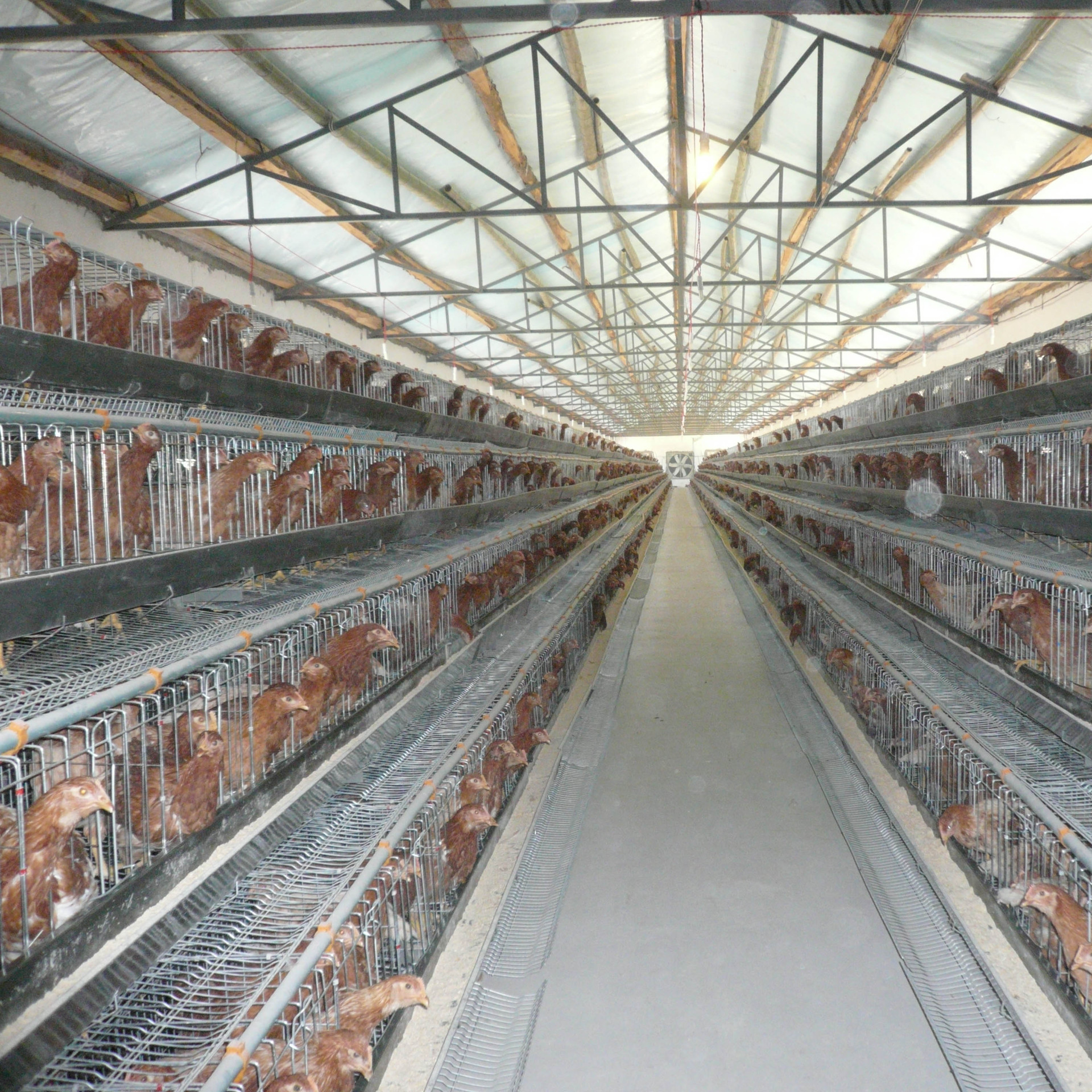 阶梯式蛋鸡笼的规格及蛋鸡笼的特点