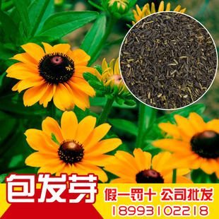 批发草花黑心菊种子 精选花卉种子 厂家直销优质黑心菊