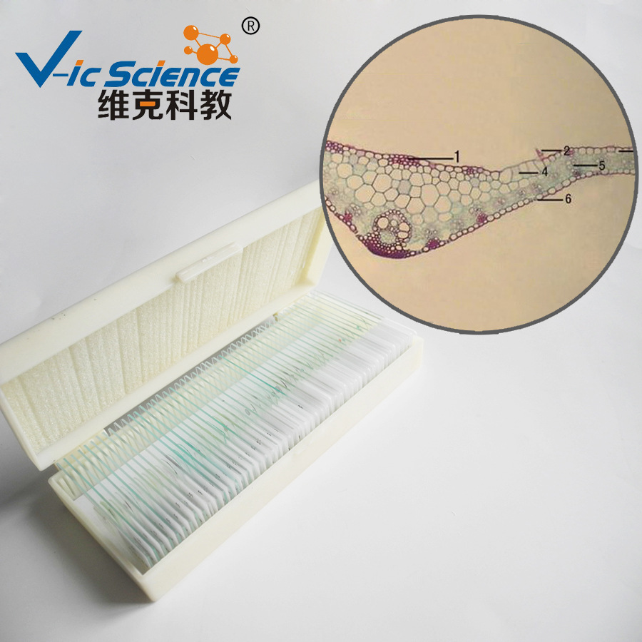 生产工厂 玉米叶横切 生物切片 中小学生物教学玻片 显微镜专用