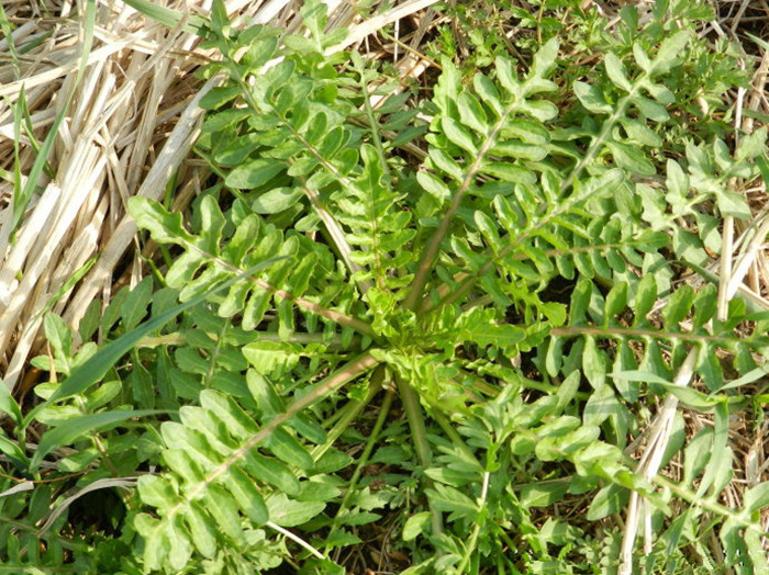 荠荠菜种子 蔬菜种子 地菜野菜 气味清香营养好 阳台庭院农.