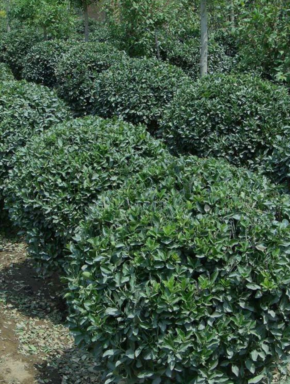 大叶黄杨球园林绿化基地直大叶黄杨柱子绿化基地