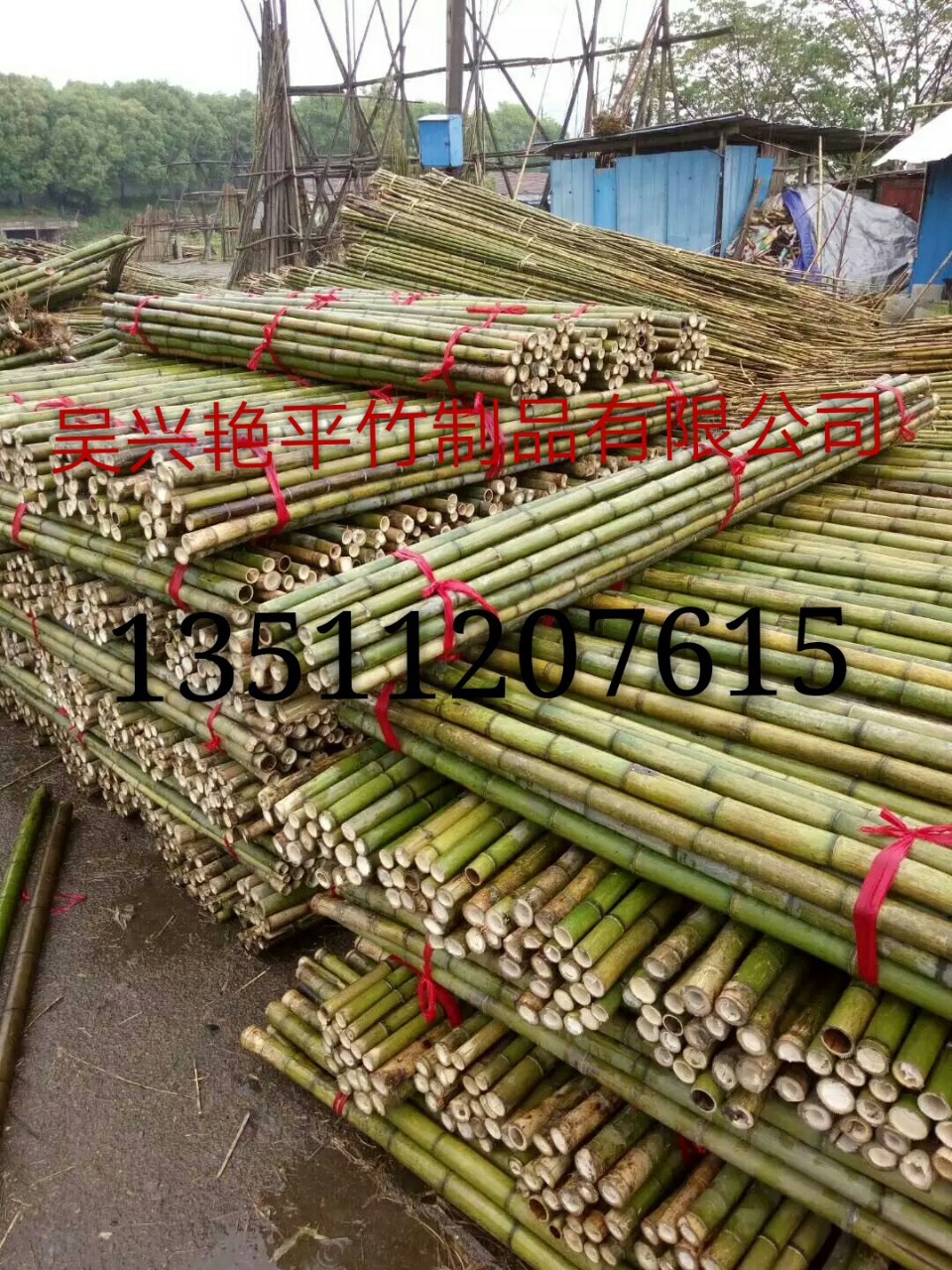 大量批发早元竹小山竹毛竹梢菜架竹大棚竹农用竹竿搭棚养殖专用