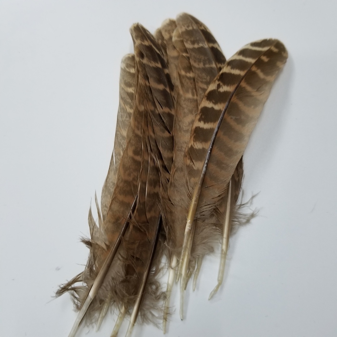 天然羽毛 京剧戏曲山鸡尾羽毛 野鸡毛 山鸡窝领 戏曲花旦头饰