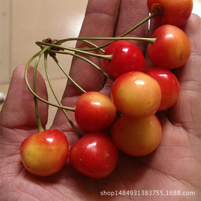 基地批发俄罗斯8号樱桃苗 樱桃苗价格 适合南北方种植 成活率高